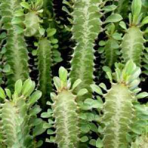 Euphorbia - skrb kod kuće