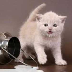 Je li moguće dati mačiće mlijeko?