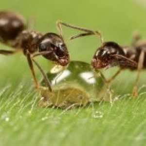 Mrav ulje protiv rast kose
