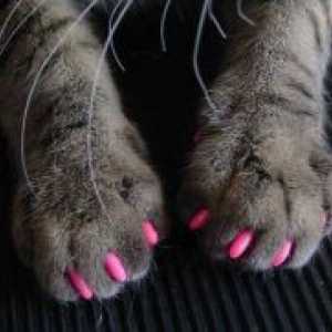 Podstava nokte za mačke
