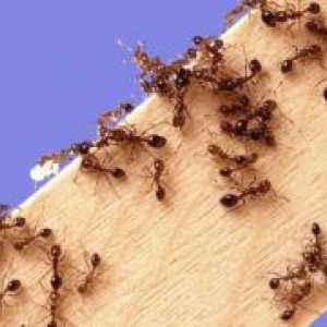 Narodna lijek protiv mrava
