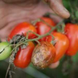 Folk lijekovi za kasne snijeti na rajčice