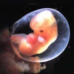 Ne vizualizirati embrija