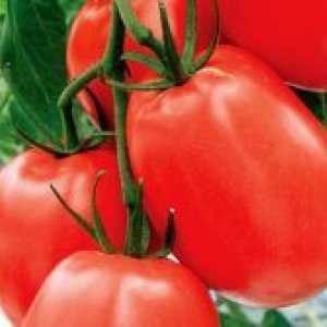 Low-uzgoj rajčice za otvorenom terenu