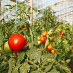 Nove sorte rajčica za staklenike