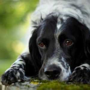 Lijekove protiv bolova za pse