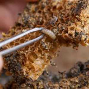 Pčela moljac - tinktura, način primjene