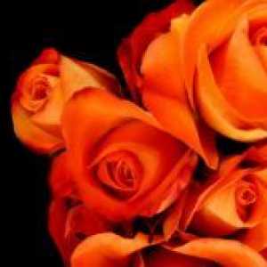 Narančaste ruže