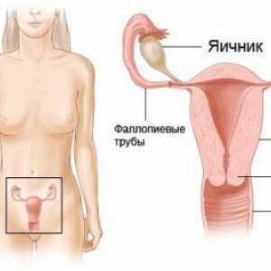 Prsni organi u žene