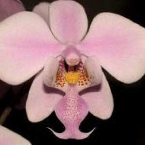 Orchid - Njega nakon cvatnje