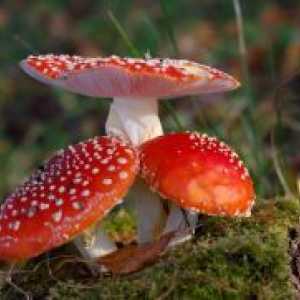 Trovanje gljivama - Simptomi