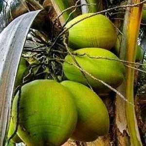 Palmino ulje, sastav, koristi i štete od palminog ulja