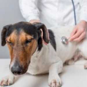 Pankreatitis u pasa - Simptomi i liječenje