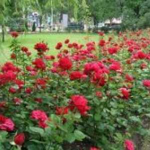 Rose park