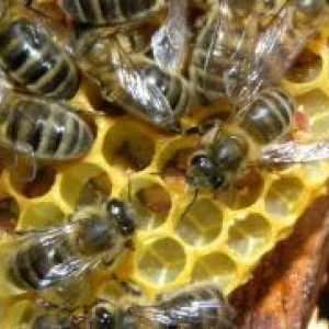 Pčelinji Podmore u narodnoj medicini