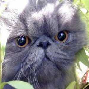 Perzijska mačka - opis pasmine