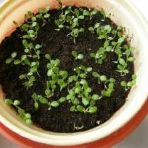 Platikodon - uzgoj iz sjemena