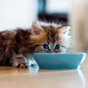 Zašto mačić ne jede?