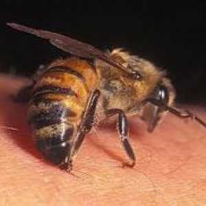 Zašto pčelinji otrov je lijek?