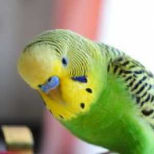 Zašto papiga plucks perje mene?