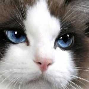 Zašto suzne oči mačka?
