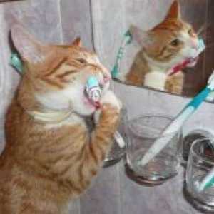 Zašto je mačka miris iz usta?