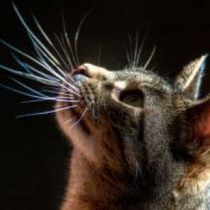 Zašto mačke spadaju brkove?