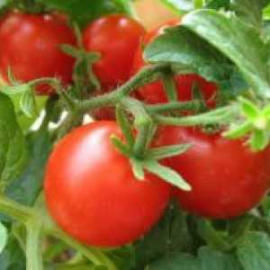 Gnojenje rajčice u stakleniku