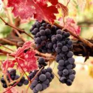 Gnojenje grožđe u jesen