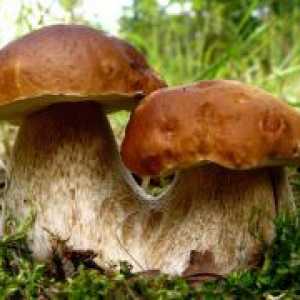 Korisna svojstva gljiva