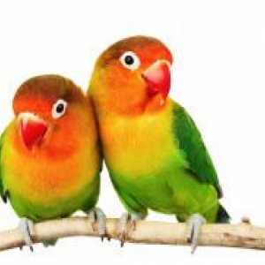 Papige lovebirds - kako odrediti spol?