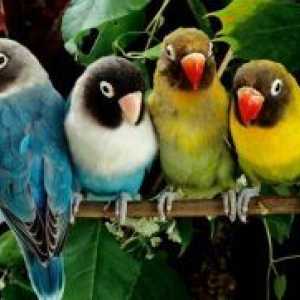 Papige lovebirds razgovarati?