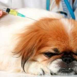 Cijepljenje protiv bjesnoće psa