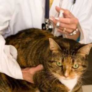 Cijepljenje za mačke