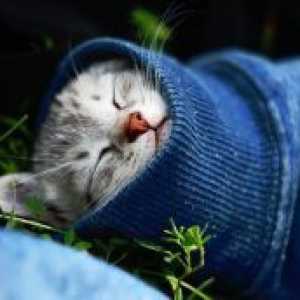 Prehlada u mačaka - simptomi