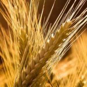 Pšenica griz - koristi i štete