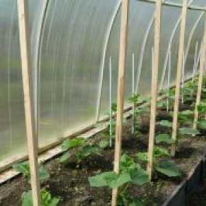 Sadnice za staklenike - kada saditi?