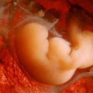 Dimenzije embrija tjednima - Tablica