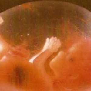 Fetalni tjedan razvoj po tjedan trudnoće