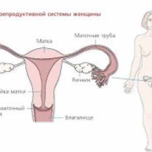 Reproduktivni organi