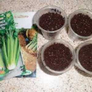 Celer - uzgoj iz sjemena