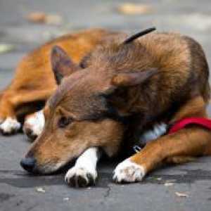 Zatajenje srca u pasa - Simptomi i liječenje