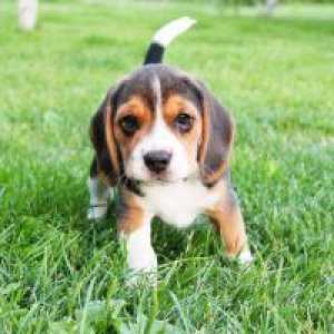 Beagle štenci