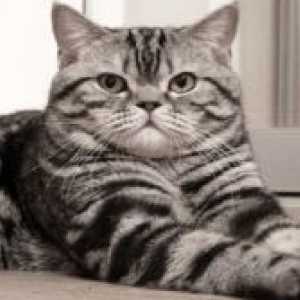 Škotski pryamouhie mačka - opis pasmine