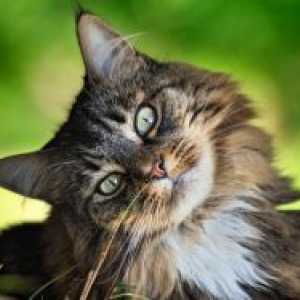 Sibirski mačke - opis pasmine