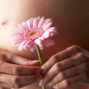 Symphysis tijekom trudnoće