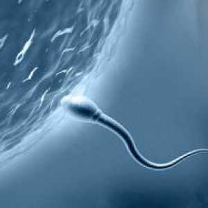 Koliko dugo treba je spermij zatrudnjeti?