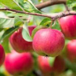 Koliko puta u životu jabuku stablo rađa plodovima?