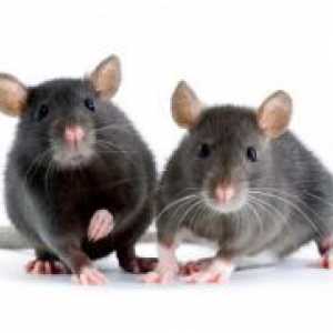 Koliko pasmine štakori žive?