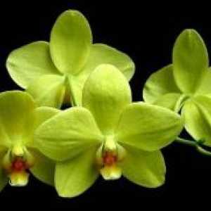 Vrste orhideja